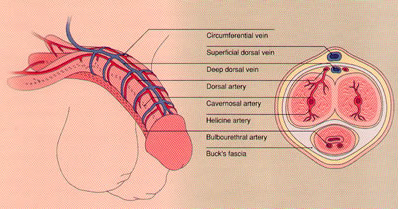Disfunção Erétil | Clínica de Andrologia e Urologia
